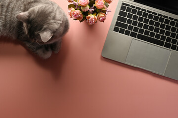 Poster - A top view of a cat lying with office flat lays flower and laptop on an empty pink space on a background, for home business and technology concept.