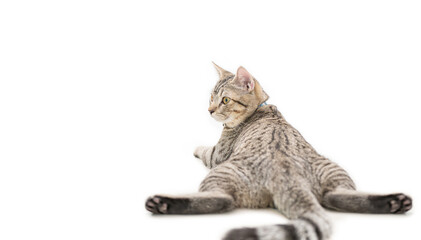 Scottist cat looks back. isolated on white background.