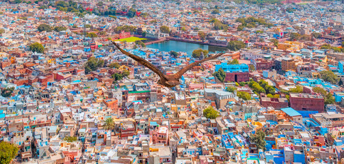 Wall Mural - Red tailed hawk flyin over Mehrangarh Fort with Blue City -  Jodhpur , India 