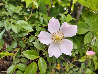 Spring tree flowering - pink Rosehip flower blooming on the tree. Slovakia