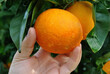 Apanhar laranjas de uma laranjeira - mão a colher uma laranja da árvore, laranja com gotas de água da chuva