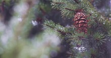 Spruce Tree Branches With Snowflakes And Water Drops On Its Needles. Brown Spruce Open Cone Pointing Downwards. Copy Space Of Focused Wet Coniferous Tree During Drizzle In The Cold Season.
