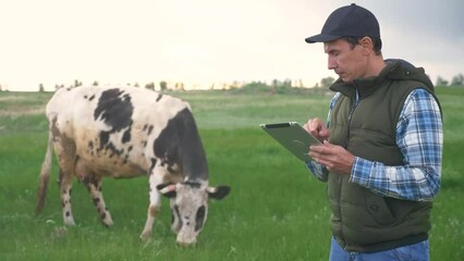 Sticker - agriculture. smart farming technology. farmer milkman with a digital tablet examines the amount of milk yielded by a spotted cow lifestyle. farmer works next to a cow at a dairy farm