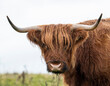 Close up of the head of a highland cow in the rain