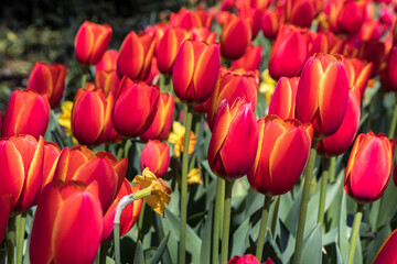 Wall Mural - red and yellow tulips