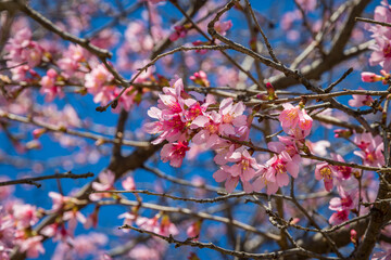 Wall Mural - pink cherry blossom