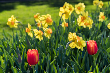 Wall Mural - spring brings so many vibrant colors