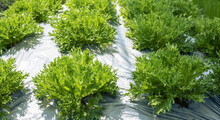 Green Oak Lettuce Leavescovered With Plastic Mulching In Organic Vegetable Plantation