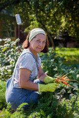 Wall Mural - Senior woman sitting in plant of carrot