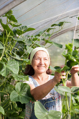 Poster - elderly woman works in   greenhouse. Retired in   country ties up   cucumbers.