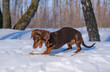 cute coffee-colored dachshund puppy on a walk in a snowy park