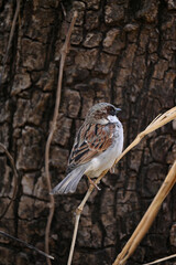 closeup the small brown black sparrows sitting on the tree branch over out of focus brown background.