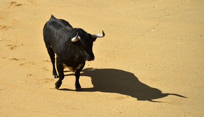 strong black bull with big horns in the spanish bullring