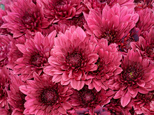 Close Up Deep Pink Chrysanthemum Flower Background.