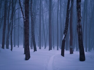 mysterious winter forest with snow at dusk. a dark magical forest, trees are covered with frost. bea