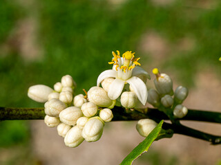 Poster - Close up lime flower on branches with blur background in plantation.