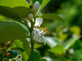 Poster - Close up lime flower on branches with blur background in plantation.