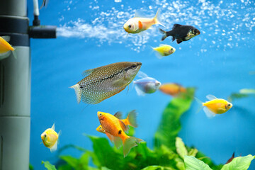 Wall Mural - Colorful exotic fish swimming in deep blue water aquarium with green tropical plants