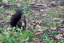 Black Squirrel With An Acorn In Its Mouth