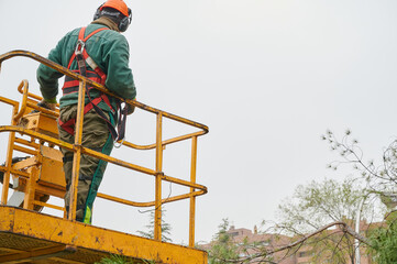 Wall Mural - Unrecognizable lumberjack operates a crane with a hydraulic platform to be able to reach the branches of the trees that he has to cut down with a mechanical saw.