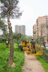 Wall Mural - Unrecognizable lumberjack operates a crane with a hydraulic platform to be able to reach the branches of the trees that he has to cut down with a mechanical saw.