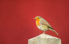 European Robin With Insects In The Beak Perched On A Post Against Clear Background