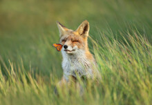 Red Fox In A Meadow With A Butterfly Sitting On A Nose