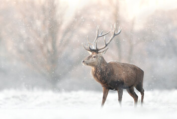 Wall Mural - Red deer stag in the falling snow in winter