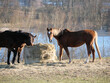 Drei Pferde fressen zusammen an einem Heuballen