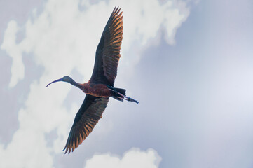 Limpkin in flight