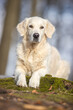 © Dyrefotografi.dk - golden retriever portrait