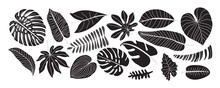Set Of Various Tropical Palm Leaves. Black Silhouettes Of Tropical Plants. Monstera And Palm Jungle Leaves, Exotic Foliage, Decorative Natural Plant Collection. Hand Drawn Vector Flat Illustration
