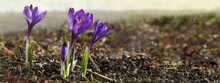 Purple Crocus Flowers In A Empty Spring Ground For Background