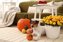 Beautiful Chrysanthemum Flowers, Pumpkins And Cute Dog In Room