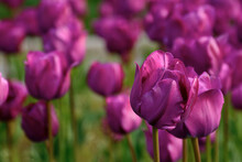 Blooming Purple Tulip Flowers In The Garden. Beautiful Floral Closeup Nature Background In Spring