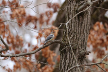 A Red-bellied Woodpecker Sits In A Tree.