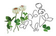 White clover vector illustration 