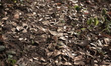 Mud Texture Image Of Soil