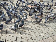 Pigeons In The City