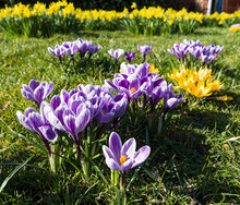 Spring Flowers With Crocus And Daffodils