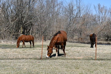 Wall Mural - Horse in a Field