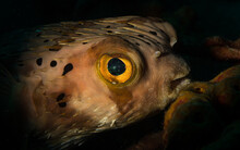 Spiny Balloonfish (Diodon Holocanthus) Prowls The Reef Off The Dutch Caribbean Island Of Sint Maarten