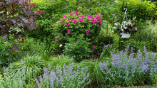 A Beautiful Large Bright Pink Old Fashioned Highly Aromatic Shrub Rose Bush As A Focal Point And Is Surrounded By Catmint, And Mounded Ornamental Grasses With A Maple Tree And Pansy Redbud Tree