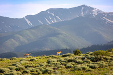Female Pronghorns Climbing Mount Shavano Range In Colorado