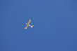 Mały biały samolot na tle niebieskiego nieba latem. 