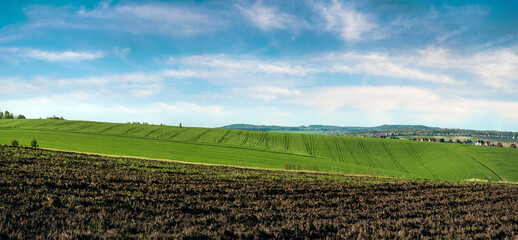 Wall Mural - Arable land and field with green wheat, blue sky. Green field, brown arable land. natural background