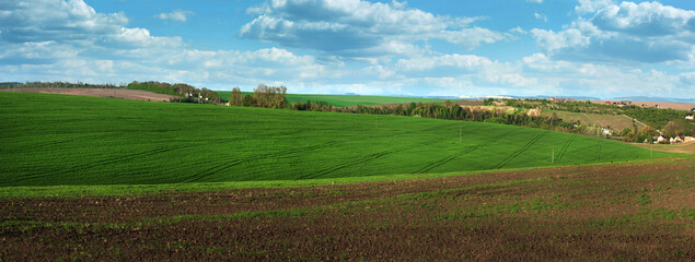 Wall Mural - Arable land and field with green wheat, blue sky.