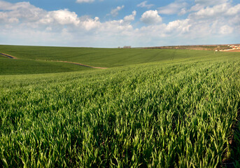 Wall Mural - young sprouts wheat close up on the field and beautiful sky with clouds