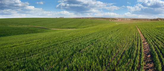 Wall Mural - field with green wheat, blue sky. Green field, brown arable land. natural background