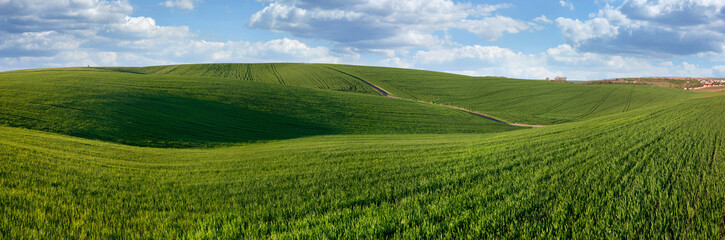 Wall Mural - panorama of hills of spring green winter wheat field , agricultural illustration in spring